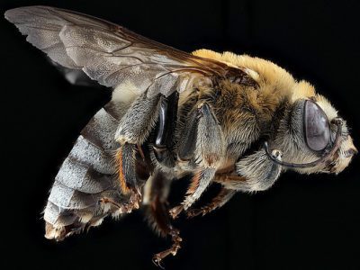 bee-1364329_640_400x300_acf_cropped-2