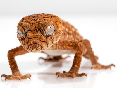 gecko-1373165_640_400x300_acf_cropped-1